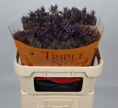 Limonium Safora Dark Blue 70cm 35gr.