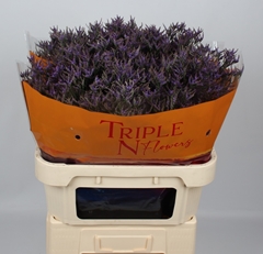 Limonium Safora Dark Blue 80cm 40gr.