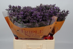 Limonium Safora Dark Blue 60cm 20gr.