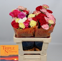 Dianthus Single Mix Per Bunch 55cm