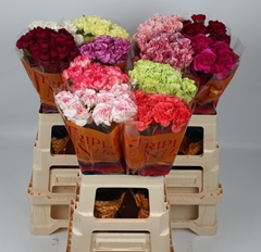 Dianthus Single Mix 60cm