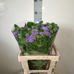 Ageratum Houstonianum Blue Planet 65cm