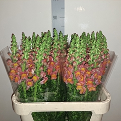 Antirrhinum Antibes Orange 75cm