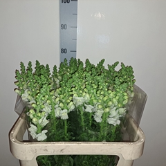 Antirrhinum Potomac Ivory White 75cm