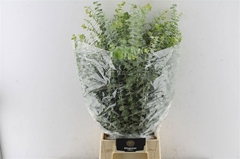 Eucalyptus Baby Blue Per Bunch 80cm 200gr.