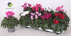Cyclamen Super Serie Carino 10Ø 20cm