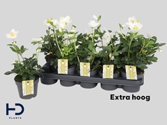 Helleborus Advent Star 12Ø 32cm