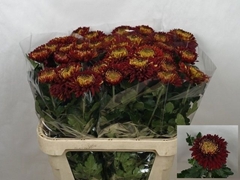 Chrysanth Single Laika 80cm 85gr.