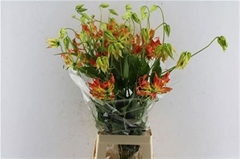 Gloriosa Sparkling Orange 80cm