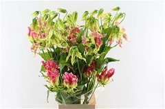 Gloriosa Exotic Pink 80cm
