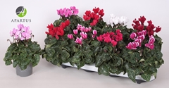 Cyclamen Super Serie Carino 10Ø 20cm