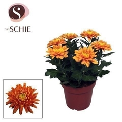 Chrysanth Durango 17Ø 35cm
