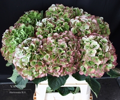 Hydrangea Verena Classic 80cm 21-23cm Hd