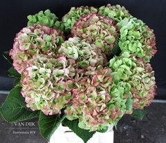 Hydrangea Verena Classic 60cm 19-21cm Hd