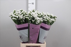 Limonium Sinuatum Silvery Sun Birds 80cm 90gr.