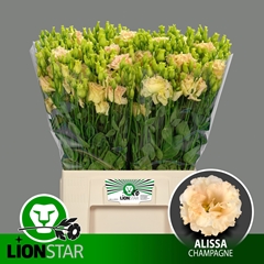 Eustoma Double Alissa Champagne 60cm