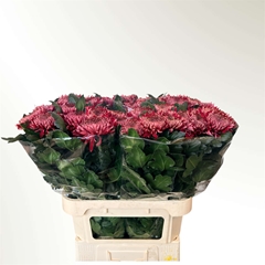 Chrysanth Single Regalmist Red 80cm 95gr.