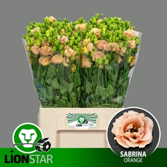 Eustoma Double Sabrina Orange 60cm