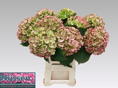 Hydrangea Adora Classic 60cm 19-21cm Hd