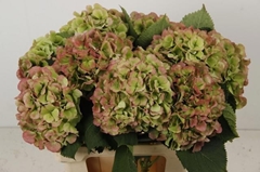 Hydrangea Verena Classic 60cm 18-20cm Hd