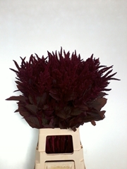 Amaranthus Cruentus Velvet 80cm