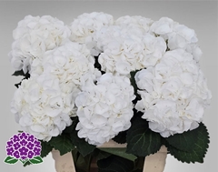 Hydrangea Royal Princess 60cm 14-16cm Hd