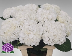 Hydrangea Royal Princess 65cm 18-20cm Hd