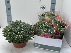 Chrysanth Mix 23Ø 30cm