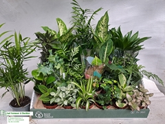 Houseplants Mix 8Ø 10cm