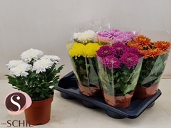 Chrysanth Supernova Mixed 17Ø 35cm