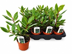 Laurus 10Ø 25cm
