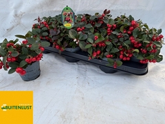 Gaultheria Big Berry 11Ø 18cm