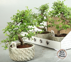 Bonsai Mix 19Ø 35cm