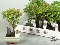 Bonsai Mix 12Ø 20cm