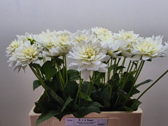 Dahlia Karma Maarten Zwaan 60cm