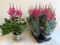 Astilbe Highlight 14Ø 65cm