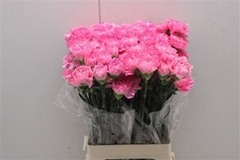 Dianthus Single Tonic Golem 70cm