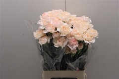 Dianthus Single Lizzy 70cm