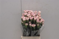 Dianthus Single Creola 70cm
