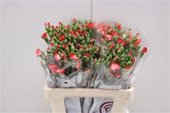 Dianthus Spray Single Solomio Fen 60cm