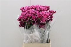 Dianthus Single Nobbio Burgundy 75cm
