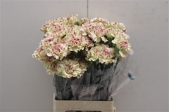 Dianthus Single Paoletto 70cm