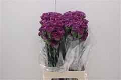 Dianthus Single Extasis 70cm