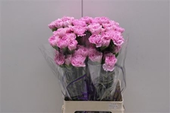 Dianthus Single Clearwater 75cm