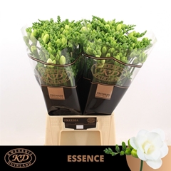 Freesia Double Essence 50cm 20gr.