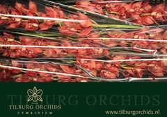 Cymbidium Princess Fredericka 80cm