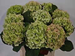 Hydrangea Verena Blue Classic 80cm 20-22cm Hd