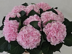 Hydrangea Verena 80cm 16-18cm Hd