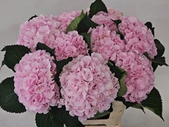 Hydrangea Verena 60cm 14-16cm Hd