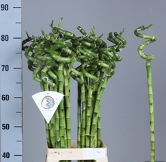 Dracaena Lucky Bamboo 80cm Spiral